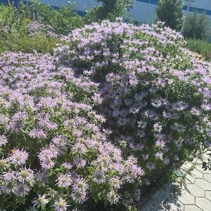 Meet your Posher, Shateekwa